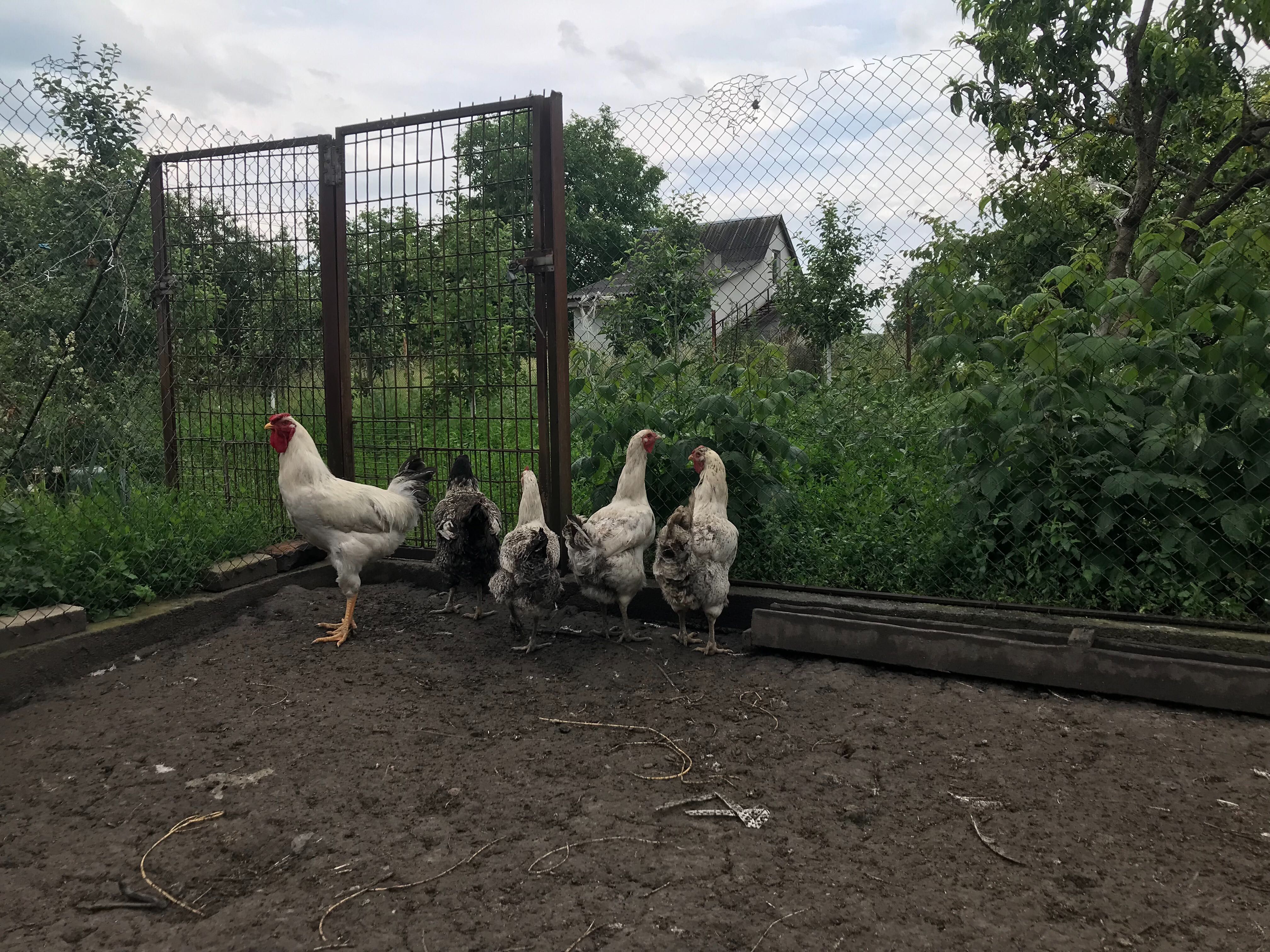 Продам куры или яйца, Юрловская голосистая