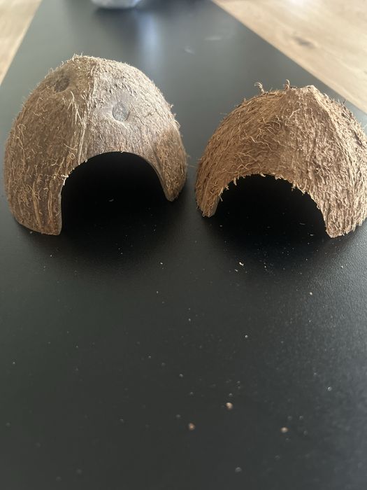 Dois Cocos de aquario
