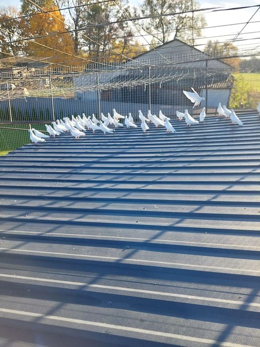 Gołębie jasne biały ogon wyloty