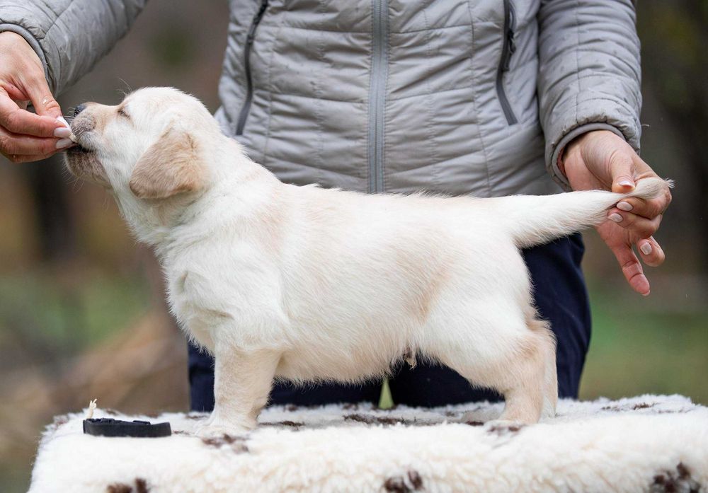 Дуже милий хлопець лабрадор