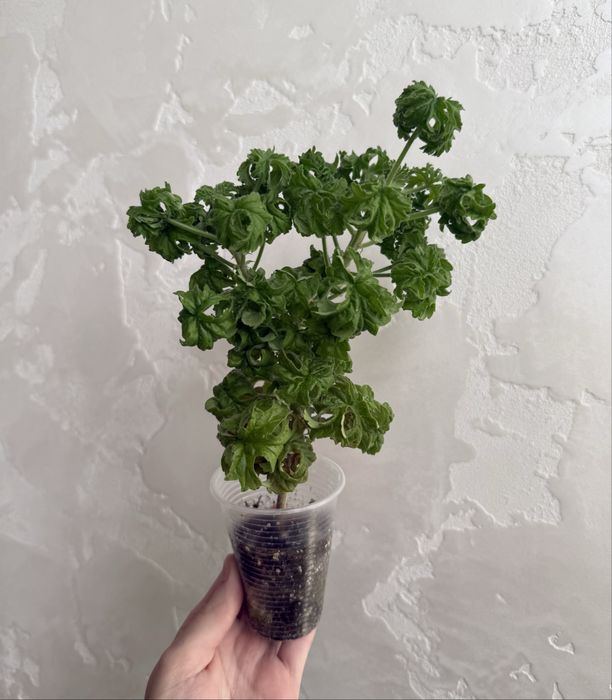 Пеларгония graveolens cv Bontrosai пеларгонія