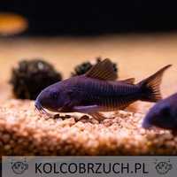 Kirysek czarny - Corydoras schultzei - Kirys - dowóz, wysyłka