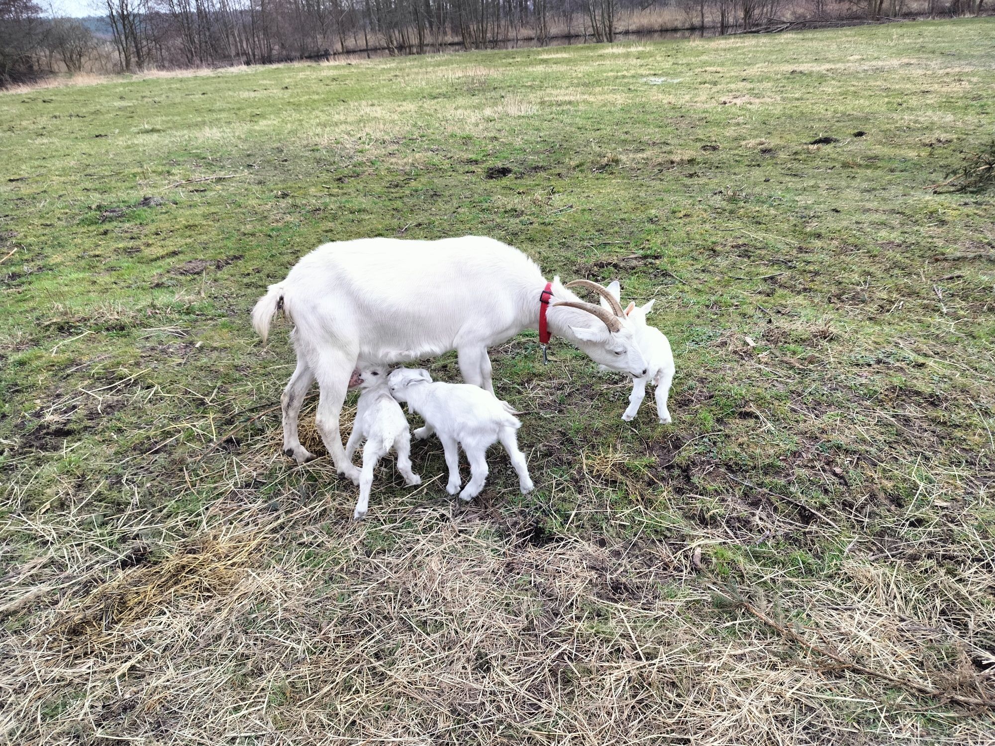 Koza mleczna dojna po wylocie w czasie laktacji