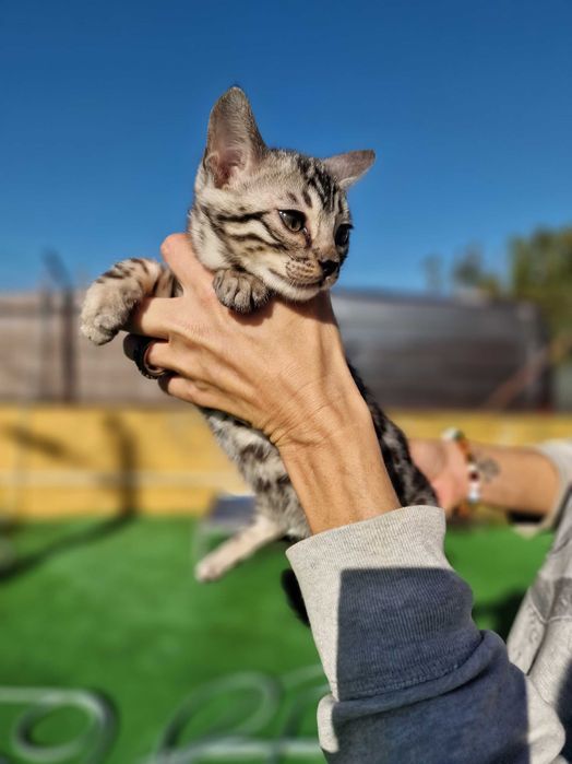 Prateado gatinho de bengala (macho)