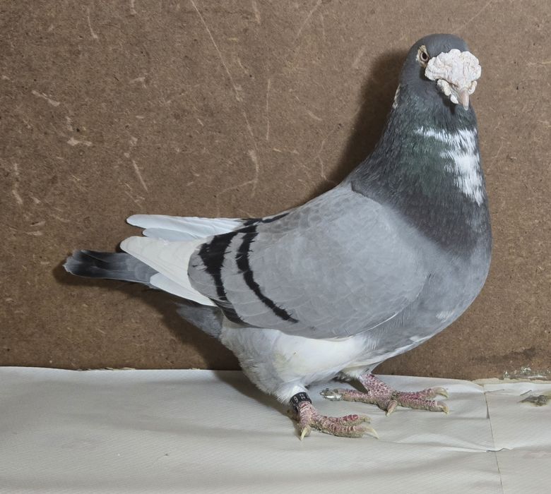 Staropolskie zwierzeta - samczyk 2 dla P a n a K.