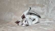 Chłopiec devon rex niebieski point rodowód FPL
