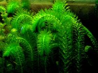 Moczarka Argentyńska (Egeria Densa) z akwarium.
