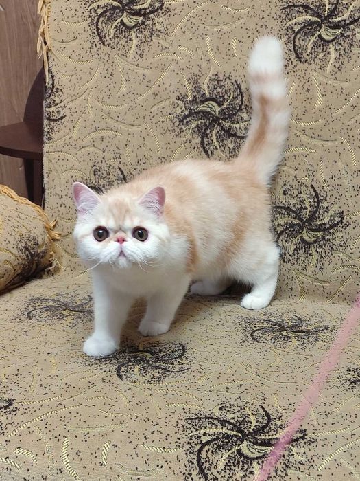 Сладкий экзотик Зефир