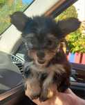 Yorkshire terrier miniatura macho