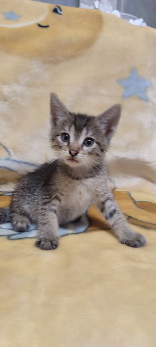 Віддам чотирьох кошенят в добрі руки