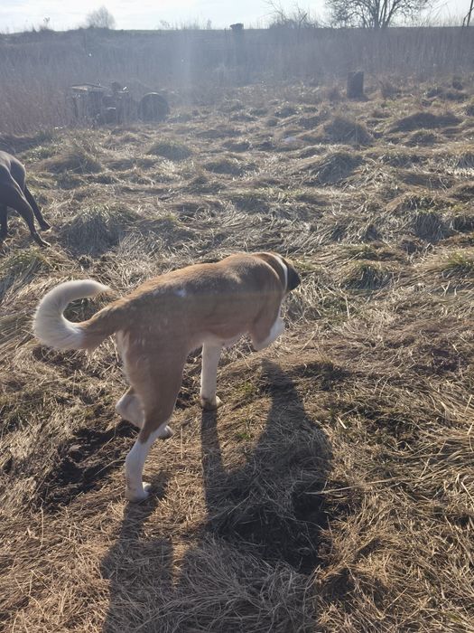 Bernardyn suczka krótkowłosa Florida CENA TYLKO NA WEEKNED