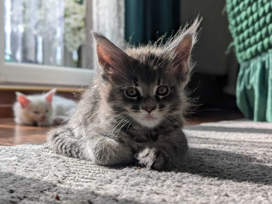 Maine Coon biały hodowla FPL