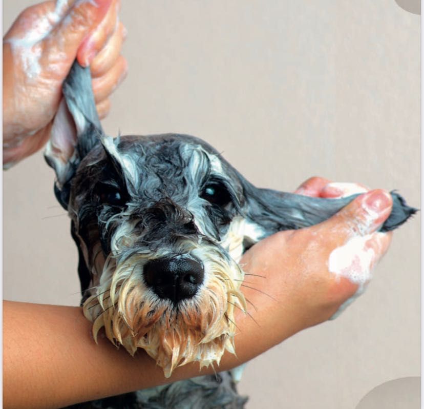 CHAMPÔ PARA CÃES - 250 ML Enriquecido com Óleo de Neem e Aloé vera