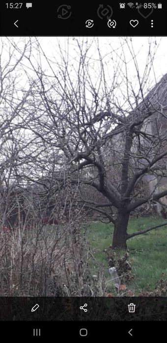krzewy i gałęzie na opał