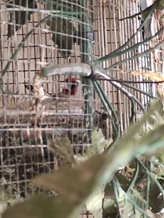 Cedência de pássaros