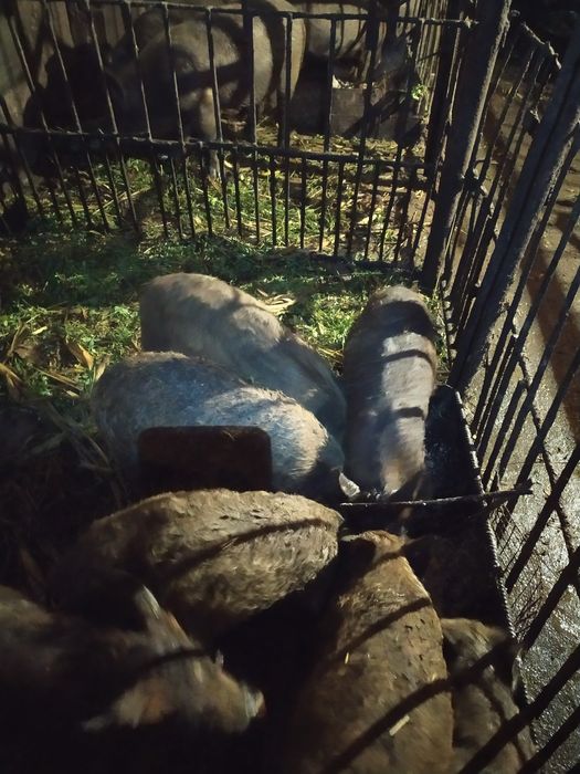 Продам не дорого поросят