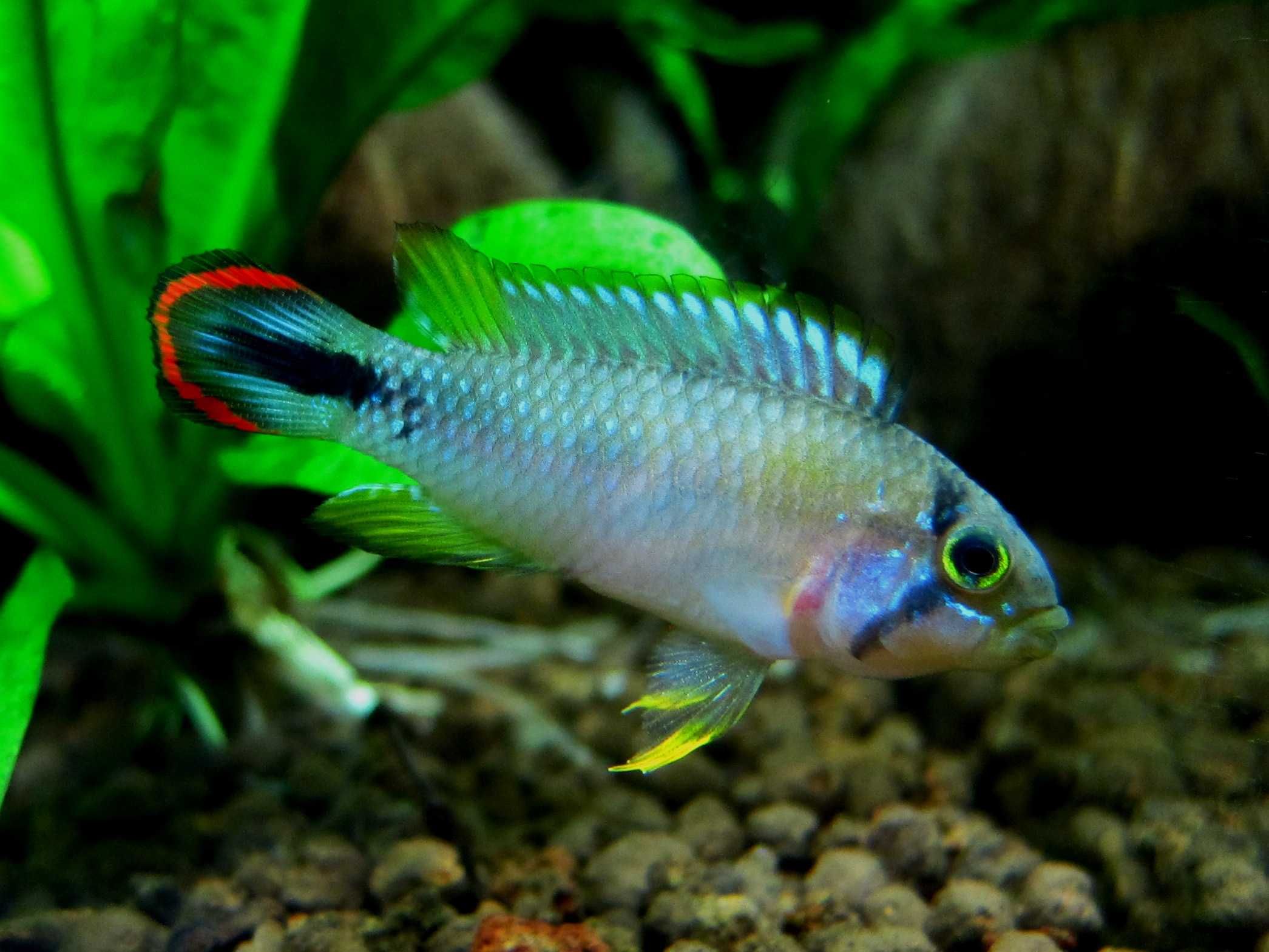 Pielęgniczka apistogramma pandurin i- Sklep Zoologiczny