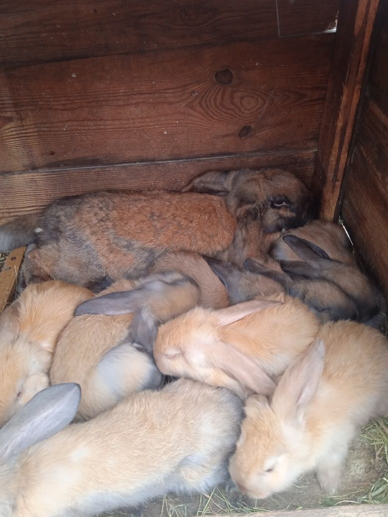 Кроленята,кролі породи французький баран