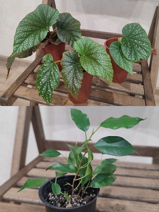 Монстера, Епіпремнум, Бегонія Макулата, Фікус Бенджаміна