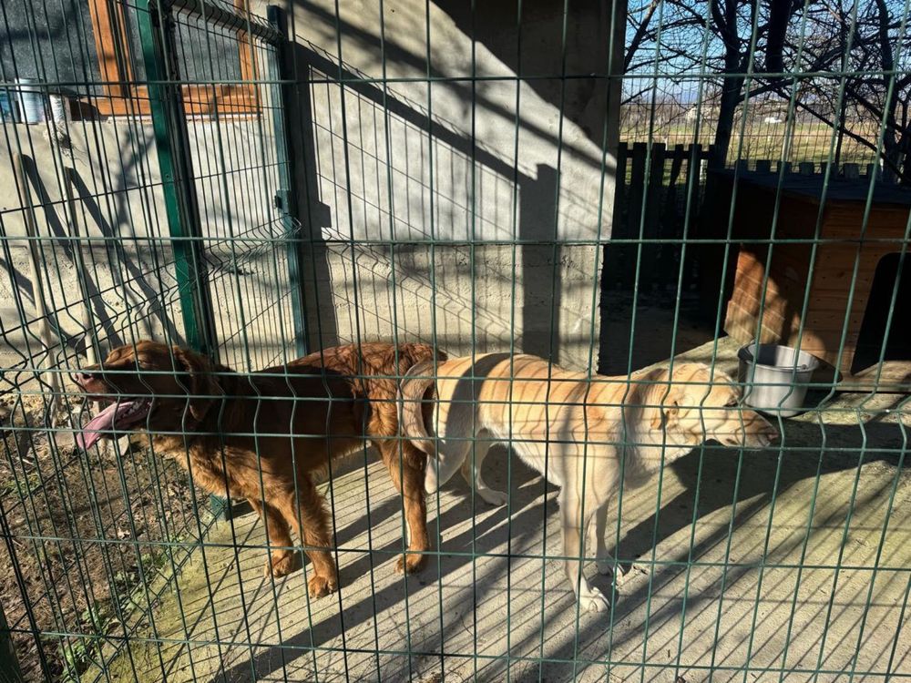 Цуценята лабрадора та золотистого ретріверу