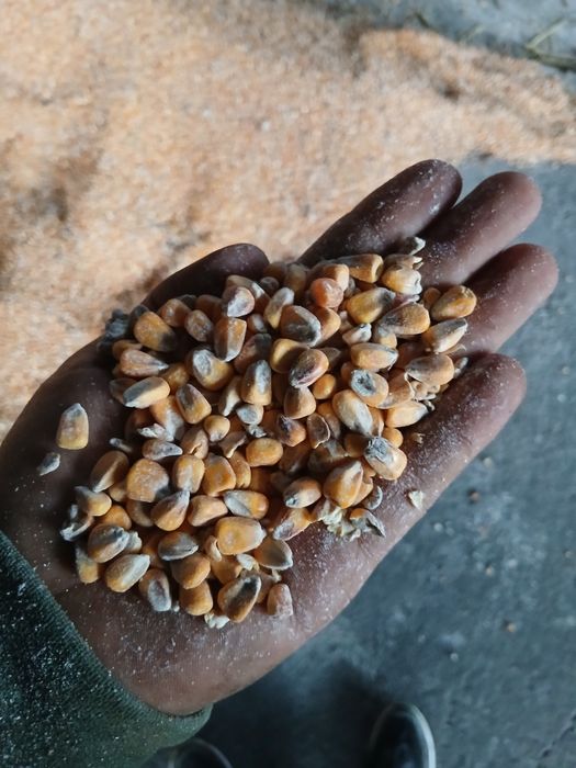 Kukurydza tego roczna