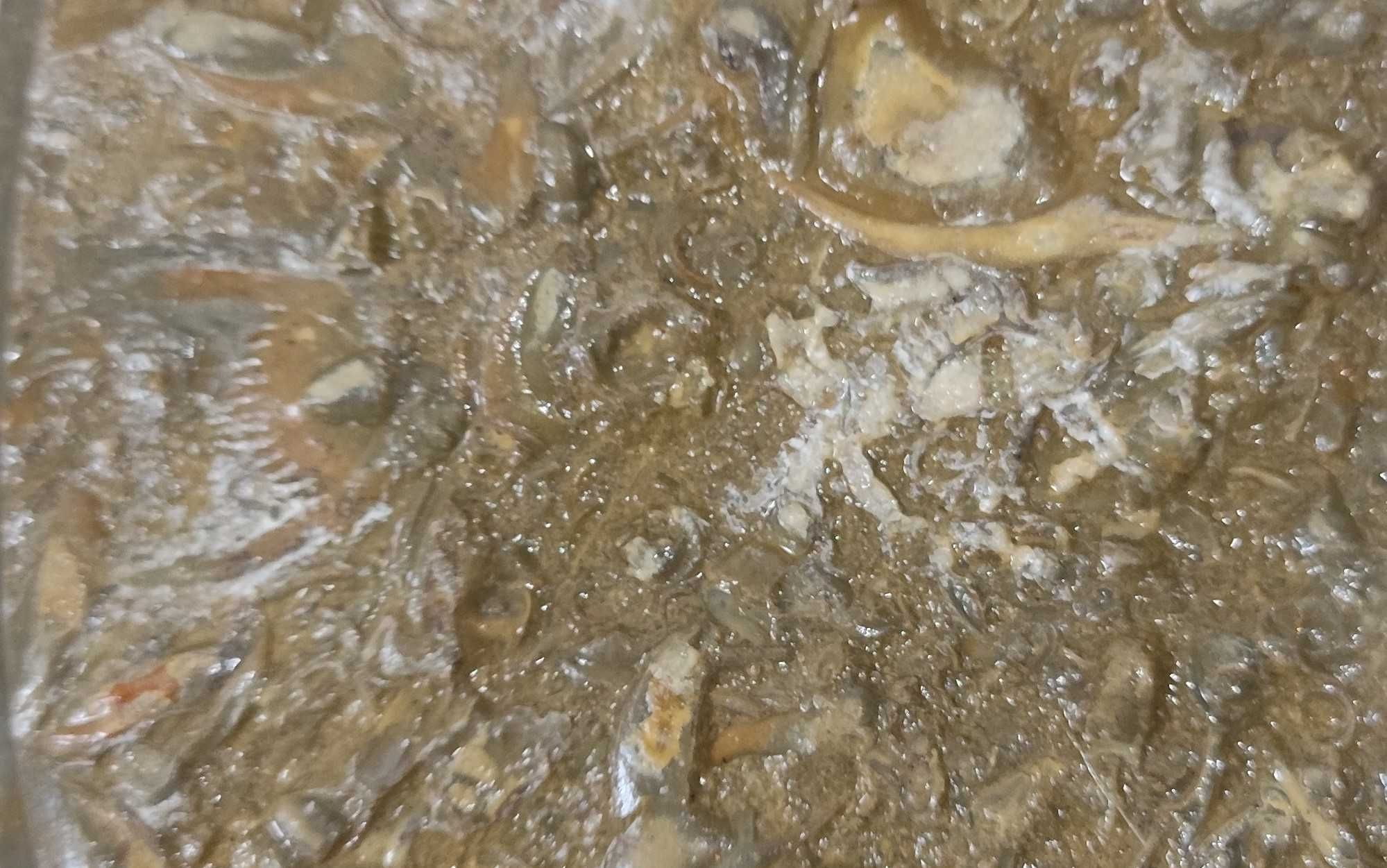 Pedra com sedimentos e fósseis