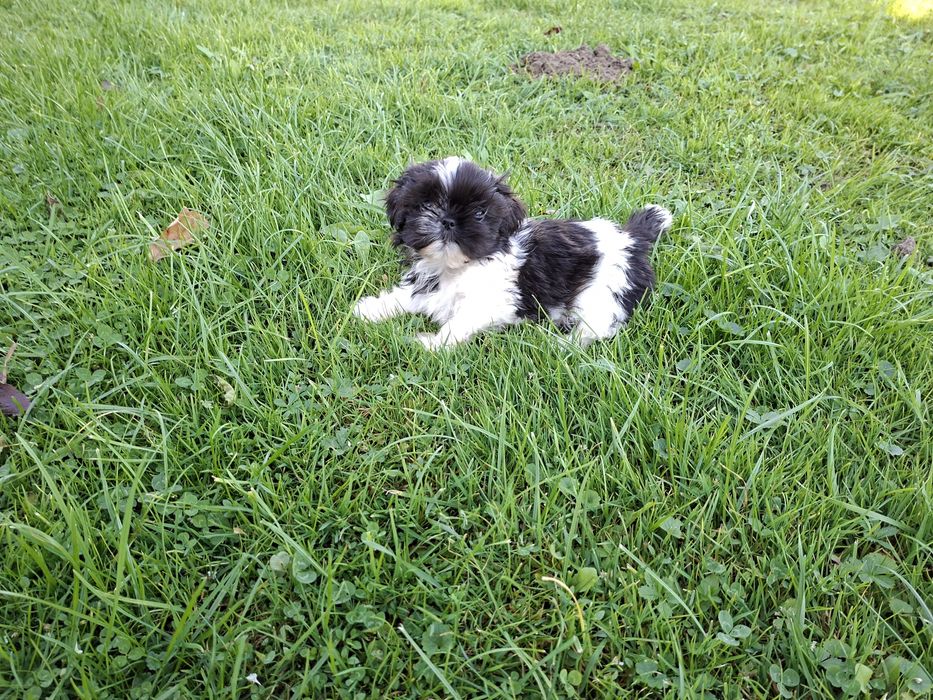 Shih-tzu mały Piesio