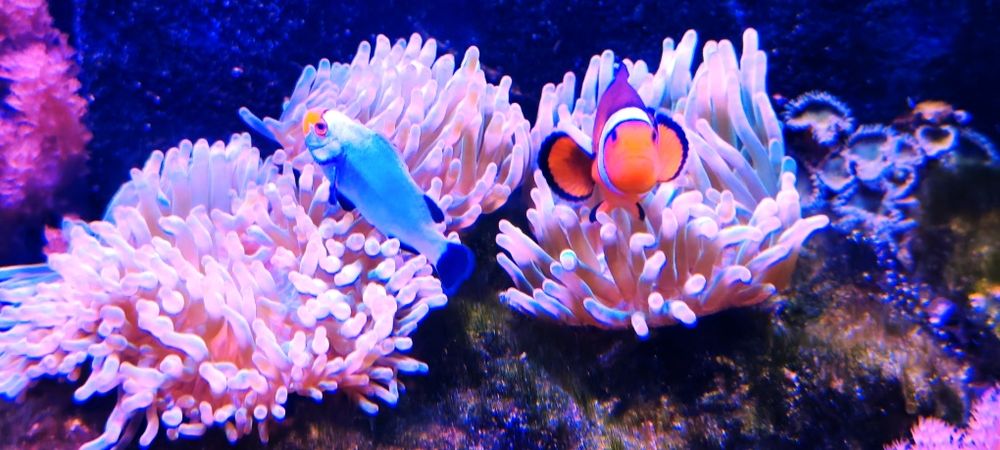 Corais Anémonas disponíveis Bubble