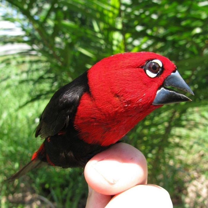 Pyrenestes sanguineus bicudo escarlate