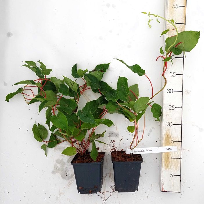 Actinidia Issai | Dr. Szymanowski| Mini Kiwi | P9 | certyfikat CAC