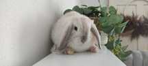 Mini lop królik gotowe do odbioru