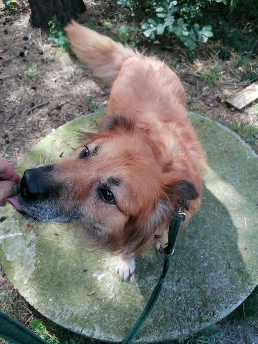 DIEGO duży pies szuka domu