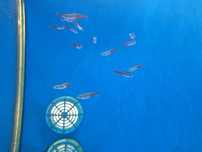 Tetra neon azul\ Paracheirodon innesi