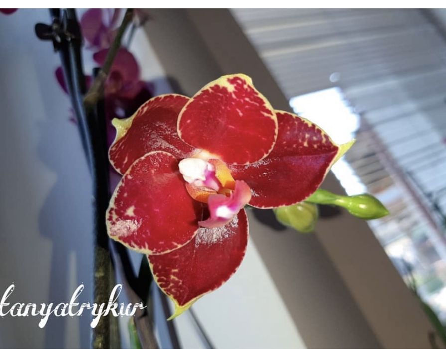 Орхідея восковик All Sun Hannover