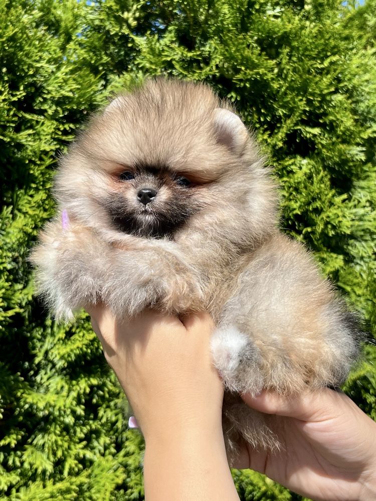 Gotowy do odbioru -Szpic miniaturowy,maleńki pomeranian