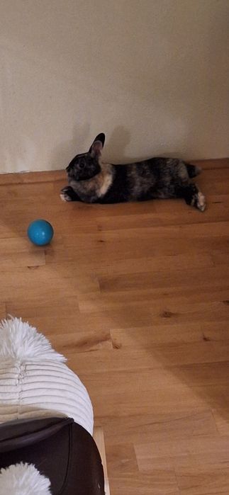 Oddam krolika miniaturkę