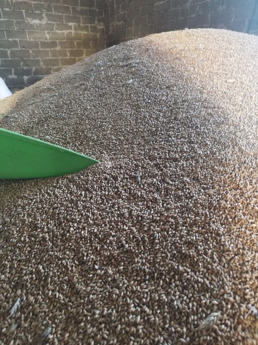 Sprzedam pszenżyto ozime