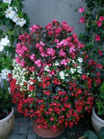 Begonia - Kwiaty Balkonowe i Rabatowe.
