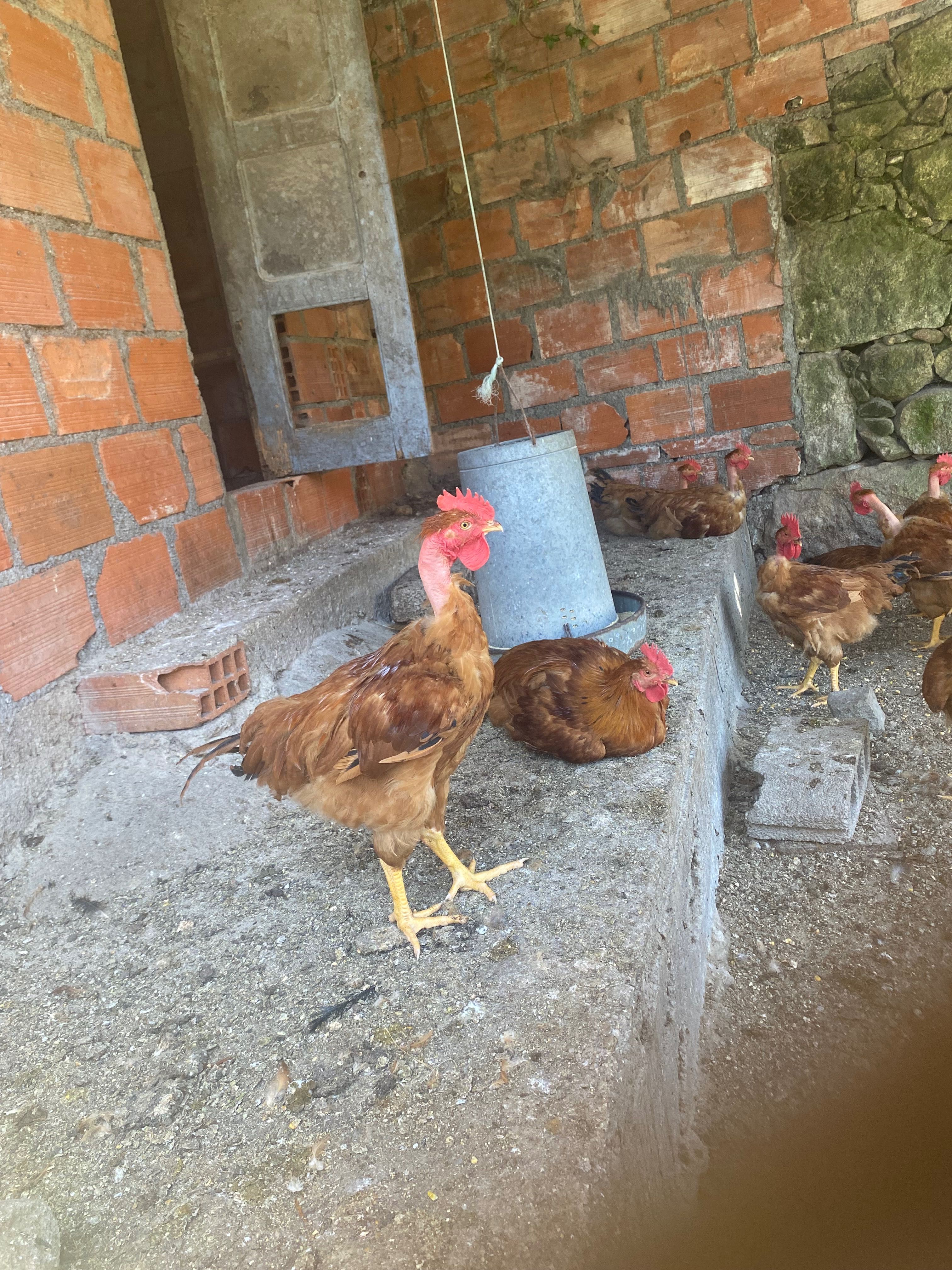 Frangos vermelhos