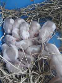 Пацючки дамбо шукають дім