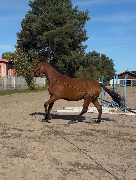 Wałach Wlkp/ poch.trak