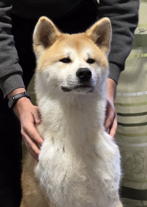 Акита ину, кобель,  Срочно.