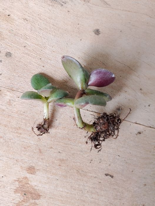 кактусы и суккулентные растения,Gasteria mizuki