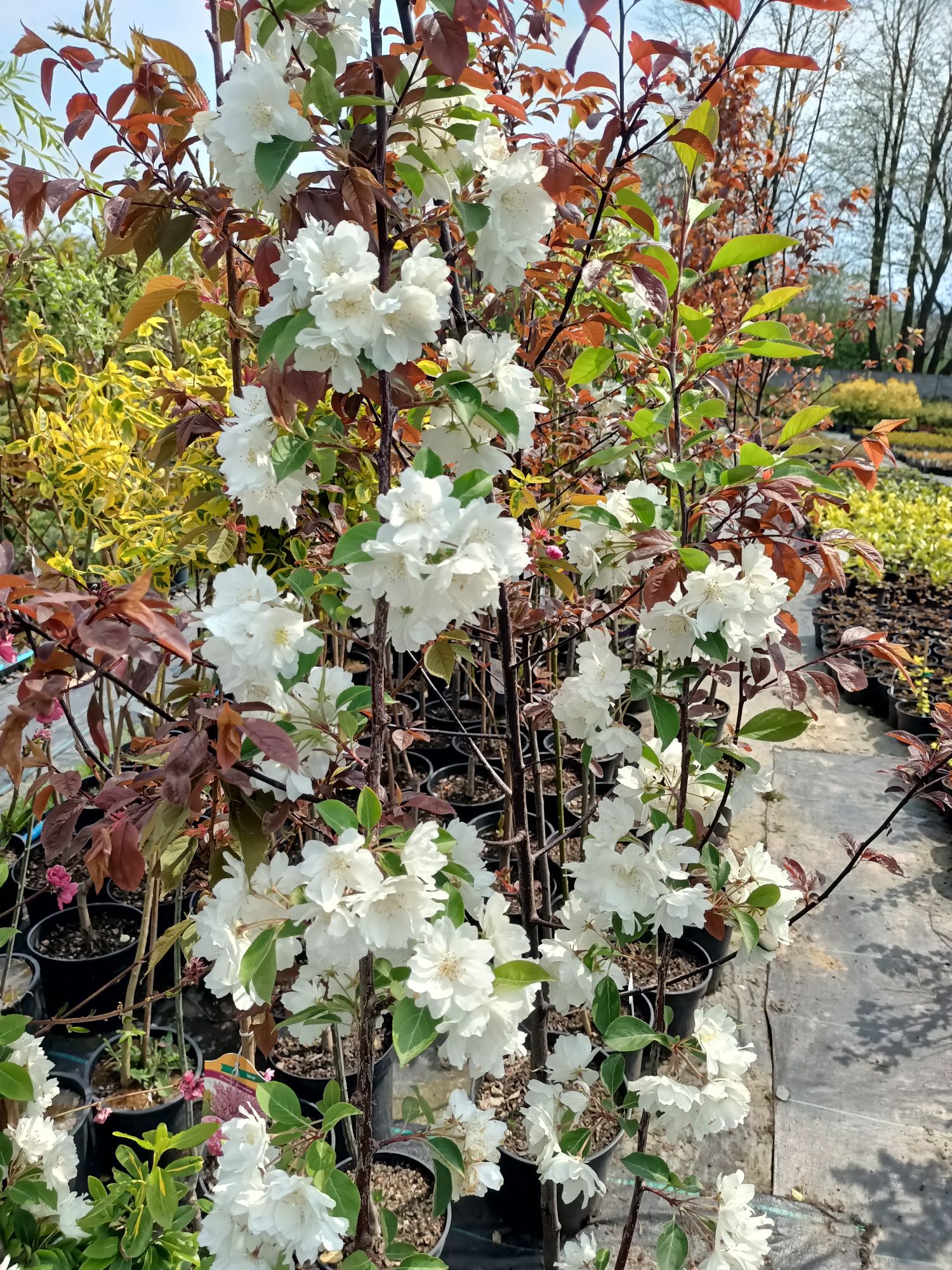 Krzewy kwiatowe azalia hortensja krzewuszka tawuła barwinek pieris