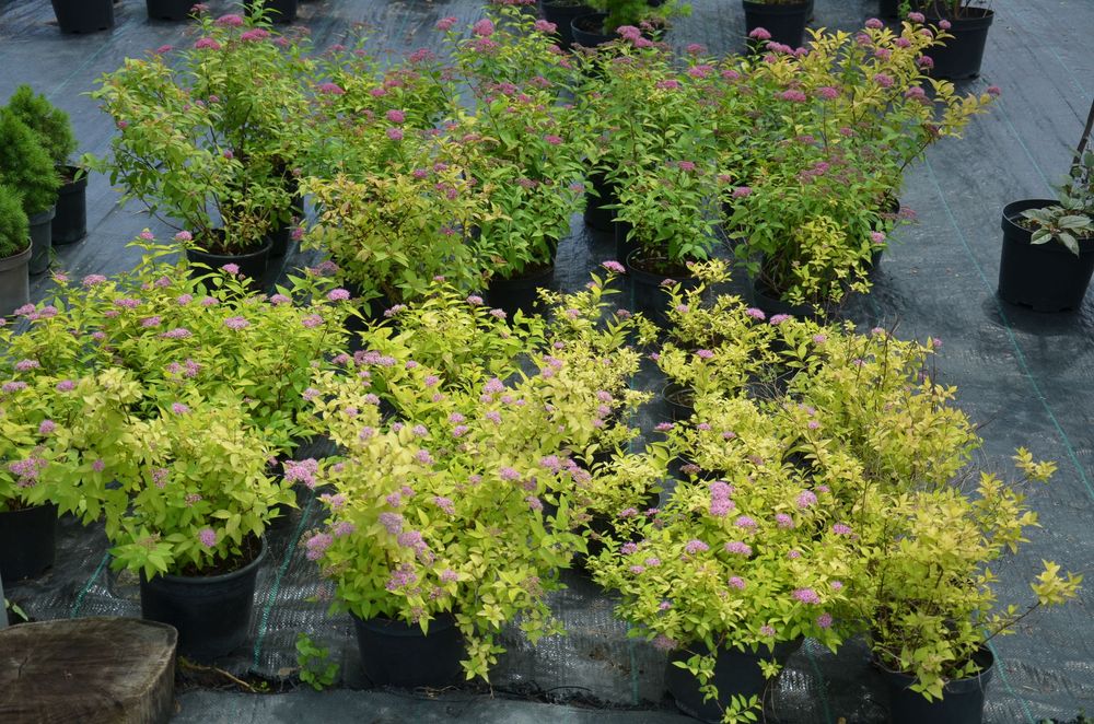 Кустарники Барбарис,Бересклет,Спирея,Вейгела,Дёрен,АзалияВереск,Самшит