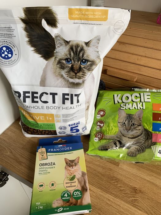 Oddam kotke 4 letnia piekna