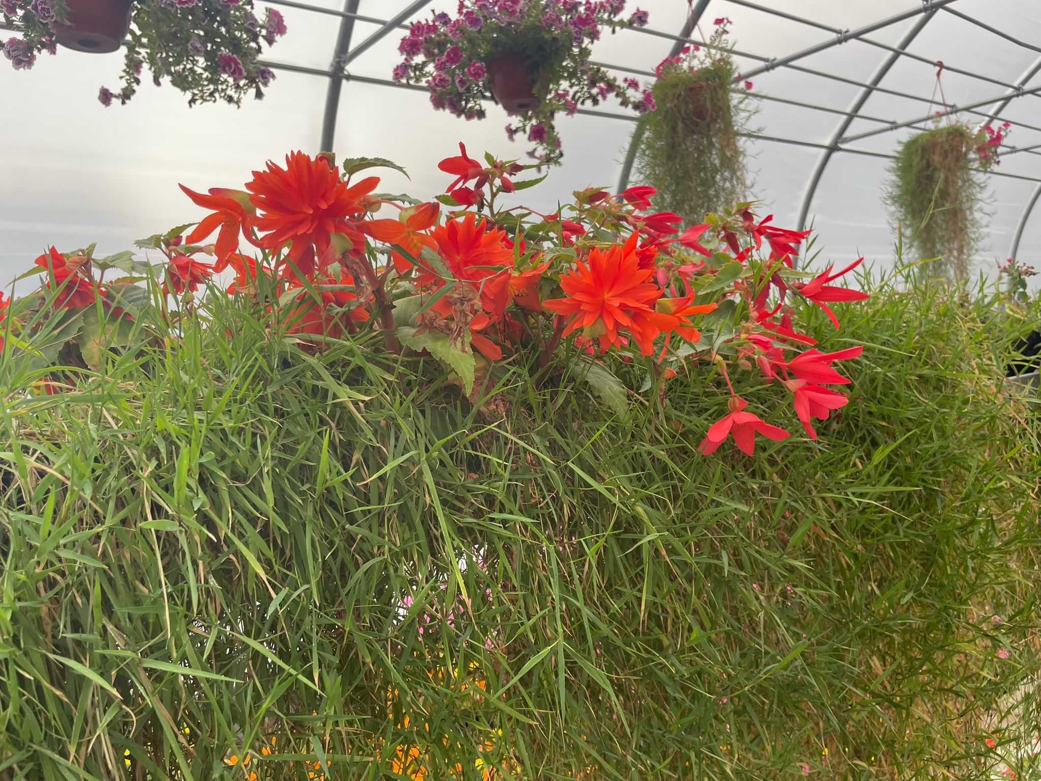 WYPRZEDAŻ / LIKWIDACJA - kwiaty Vista, Pelargonia, Begonia