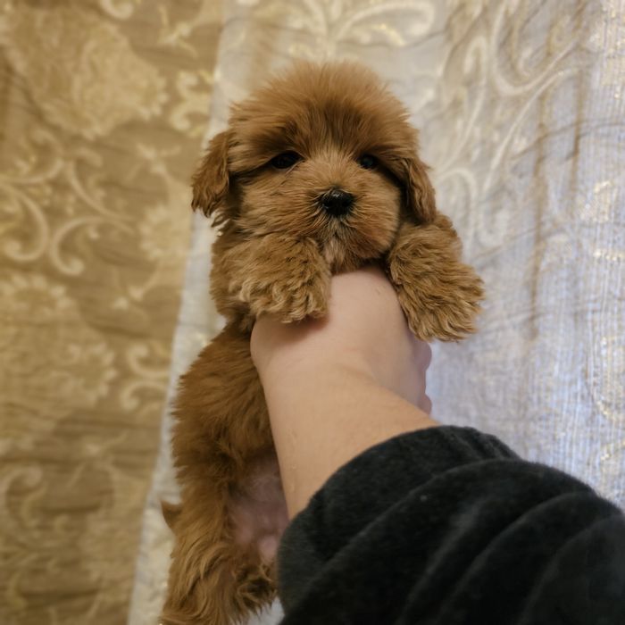 Дівчинка мальтипу ф1 стандарт