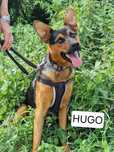 Hugo ok roczny piękny psiak czeka na dom Małgorzata Kun