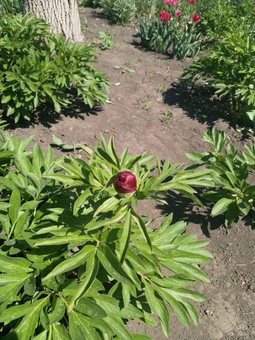 Биогумус ( Вермикомпост)